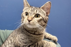 Churu, spayed female, 10 mos, torbie, DSH