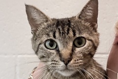 Cleocattra-A017727-F-1