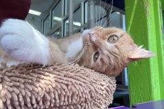 Cooper-A014634-M