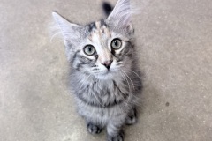 Dash-A017388-2