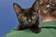 Dolly-Purrton-A018362