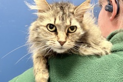 Dutchess, spayed female, 2 years, DLH