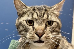 Elvis-Purrsley, neutered male, 5 years, DSH FIV POSITIVE