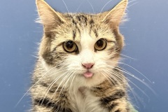 Fluffernutter, spayed female, 1 year, DMH