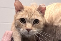 Hope, spayed female, 4 years, DSH FIV POSITIVE
