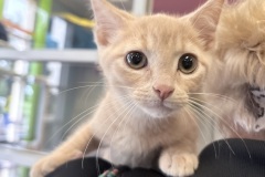Hutch-A017970