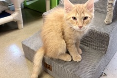 Joker-A017389-1