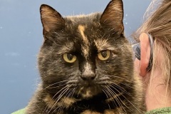 Kitty, spayed female, 1 year, DSH