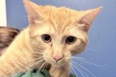 Cavatappi, neutered male, 8 mos, DSH