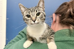 Marigold, spayed female, 10 mos, DSH