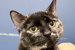 Meowly-Cyrus, spayed female, 1 year, DSH