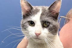 Meowzart, unaltered male, 6+ years, DSH