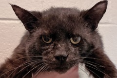 Michael-Meow-A018207-M