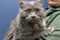 Millie, spayed female, 12 years, DLH