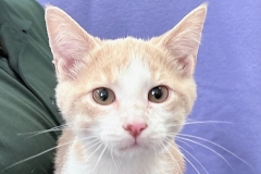 Phinneas-A016513-4mo-M