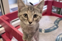 Piper-A017385-2