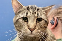 Pumpernickel, neutered male, 3 years DSH