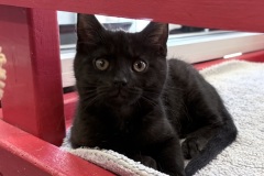 Rocky, neutered male, 12 weeks, black, DSH