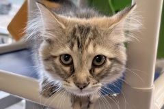 Rogue-A017387-2