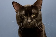 Salem-A017659-M-1
