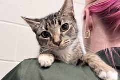 Sapphire-A017745-F