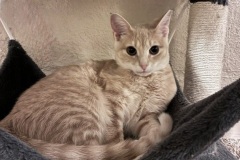 Shelby-A017657