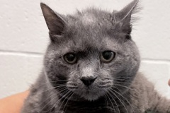 Smokey-A017653-F