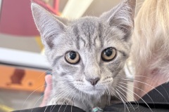 Starsky-A017967