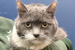 Tilly, spayed female, 12 years old, DSH