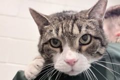 Zane, 13 years, neutered male, DSH