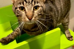 JOHNNY STORM, DSH, 1 year, Male (neutered)
