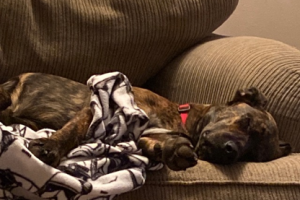 Columbus Animal Care Services (Dogs)