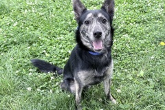 Anakin-A017690-M