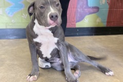 ANDY, Bully type, 9 months, Male (neutered), 45#