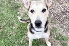 Bagel, spayed female, 1 year, 9 mos, 39.2#, tricolor, Shep type, Large crate