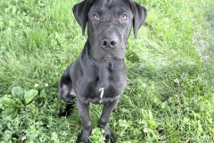 Bumble-Bee-A017662