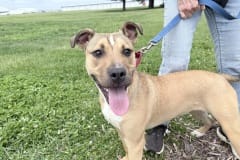 Bunny, spayed female, 6 mos, 45.8#, Black Mouth Cur type, Large crate