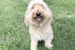 Buttercup, spayed female, 1 year, 33.4#, cream, Poodle mix Large crate