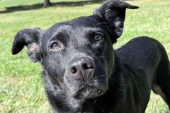 CASSIE, Black Shepherd/Lab Type, 3 years, Female (spayed), 51#