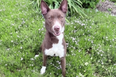 Cookie-A015703-1yrF
