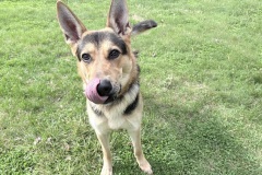 Custard, neutered male, GSD type, 83#, 2 years, L-XL crate