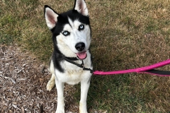 Dakota-A014512-2yrN-head