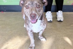 Dolly-A07011-1-yrs-head