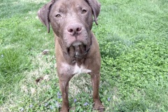 Dusty, neutered male, 10 years, 72#, Lab type, Large crate