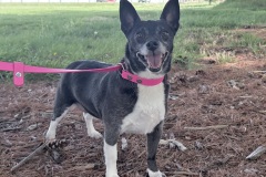 Gollum, neutered male, 8 years, Chihuahua/Rat Terrier, 18.6#, Medium crate