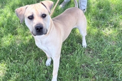 Harley-A015436-1yrM-1