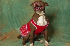 HAZEL, Bully Type, 5 years, Female (spayed), 45#