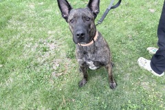 Louie, neutered male, 3 years, 63#, brindle, Dutch Shep type, Large crate