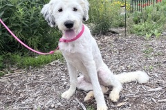 Marcie, spayed female, 6 mos, Sheepdog/poodle type, 36#, large crate (tall legs)