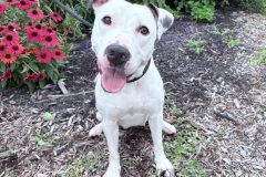MILLIE, Bully Type, 3 years, Female (spayed), 52#